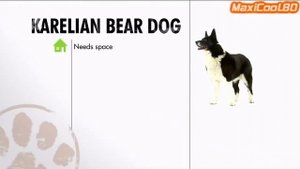Самая РЕДКАЯ ПОРОДА СОБАК!!! Карельская МЕДВЕЖЬЯ СОБАКА!!! The Karelian BEAR DOG!!!