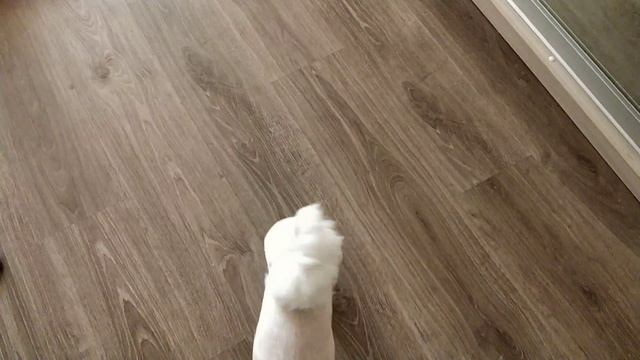 Мальтийская болонка подстрижена. смотреть онлайн