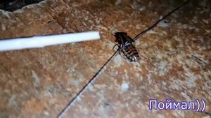 Умножитель напряжения для электронной ловушки + испытание на таракане