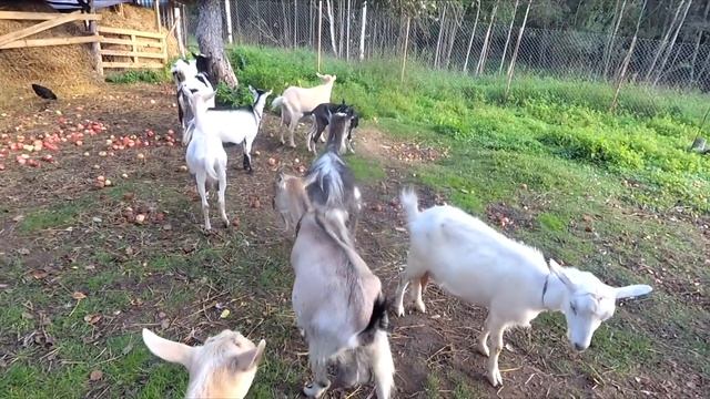 Изменения в стаде смотреть онлайн