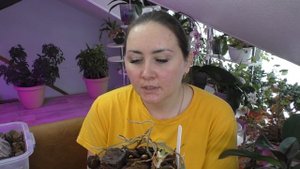 Phal Qwirkle White Chocolate’ / Орхидея белый шоколад