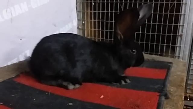 Разведение кроликов породы Бельгийский великан (Фландр) окрас черный смотреть онлайн