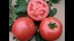 Томат розмарин f1: великоплідний гібрид для теплиць