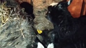 Как кормить овец с ягнятами