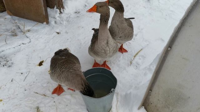 Уличный котёнок Пузырик играет со своей хозяйкой. смотреть онлайн