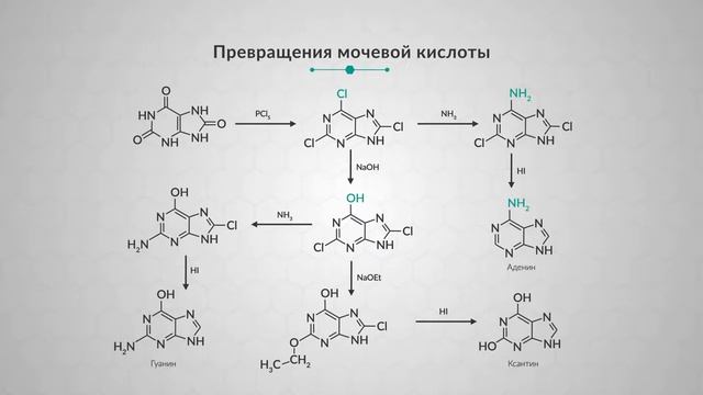 5.9. Пурины смотреть онлайн