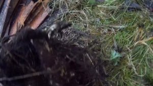заготовка корня девясила дача под Архангельском