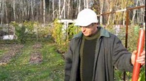 Однолетние саженцы винограда.