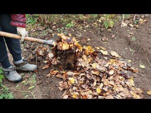 Осенью на грядку под огурцы будущего года добавляю интересный ингридиент! Урожайность возрастает 3х