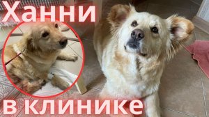 Ханни в клинике... Перенесет ли малышка третью операцию!?