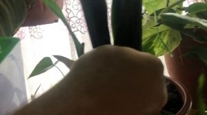 Спатифиллум Сенсация что с ним