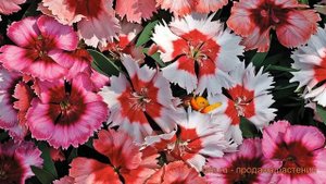 Гвоздика обыкновенная Микс (syzygium aromaticum mix) ? Микс обзор: как сажать, семена гвоздики Микс