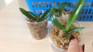 Сеянцы сортовых орхидей на продажу. Список сортов и ссылка на альбом для брони в описании к видео.