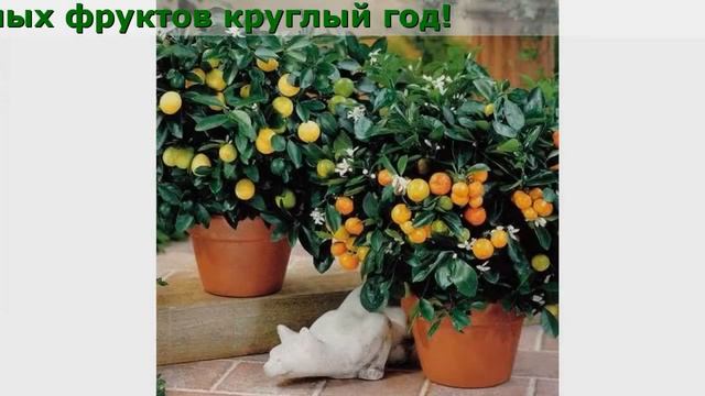 Домашние Деревья Отзывы смотреть онлайн