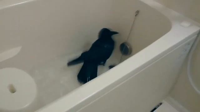 Непластилиновая ворона смотреть онлайн