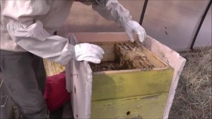 Пересадка пчёл в чистый улей весной