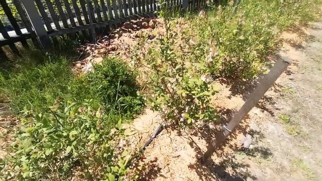 Цветение голубики смотреть онлайн