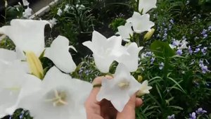 ?Колокольчик многолетний. Выращивание и уход в открытом грунте ?