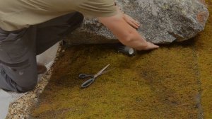 Моховой японский садик