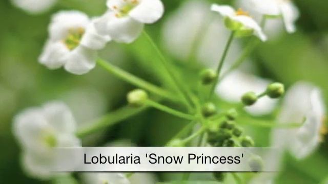 Petunia Pretty Much Picasso смотреть онлайн