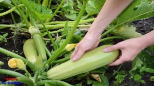 КАБАЧКИ ЗАВАЛЯТ Вас УРОЖАЕМ, Если ОПРЫСКАТЬ Этим РАСТВОРОМ Кусты Во Время ЦВЕТЕНИЯ!