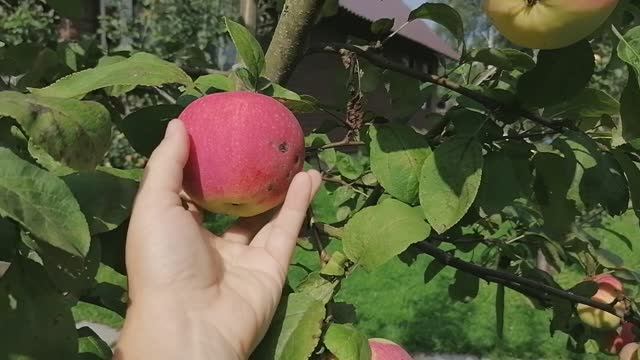 первые плоды на молодой яблоньке сорта мельба.