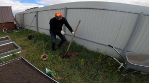 Сажаем Сливу Кубанская комета (алыча) и Белую Гортензию