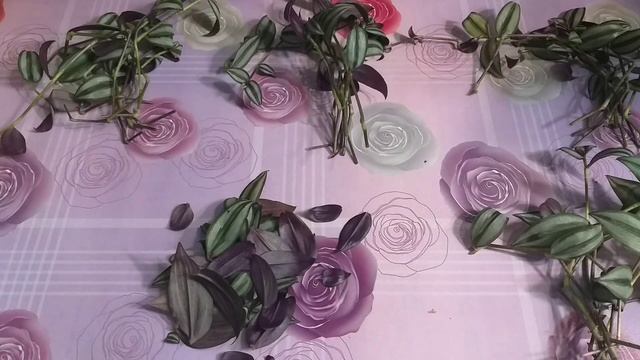 Комната для растений??Традесканция?Обрезка?Черенкование?Формирование?Размножение?Излишки?Укоренение смотреть онлайн