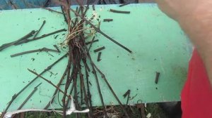 Весеннее Проращивание Черенков Винограда после зимнего хранения.