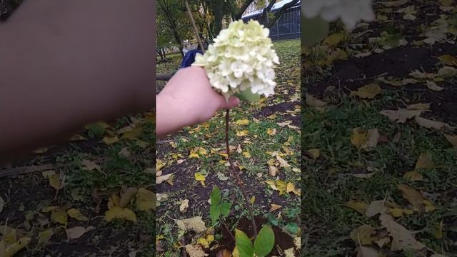 гортензия Пандора и Пандалус, 27 октября. результат после лечения. Минская область.