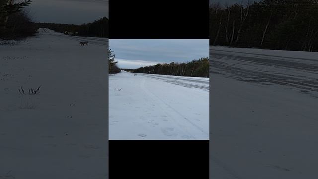 лиса на трассе