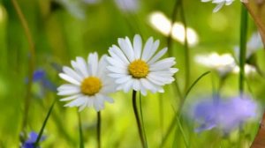 А ромашковое поле зацвело... (исп. Юлия Селиверстова)