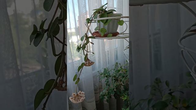 Hoya Mathilde. Хойя Матильда первое цветение. смотреть онлайн