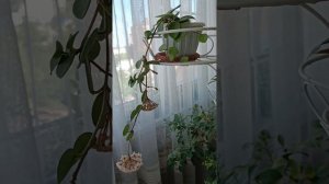 Hoya Mathilde. Хойя Матильда первое цветение.
