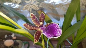 Зигопеталум пятнистый (Zygopetalum maculatum ) Домашнее цветение от а до я. Как ухаживать. Описание