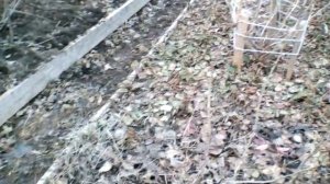 Огород после зимы. Заросли виктории.