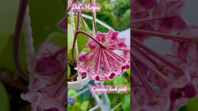 My Hoya plant collection/Carnosa dark pink