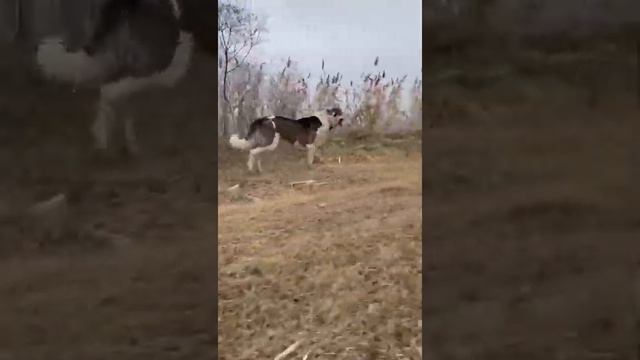 Майк сын Тайсона финалиста Кавказа. внук Хатаба и внук Щау Чемпиона Ю-России