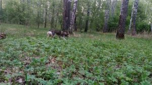 Отличная прогулочка по весеннему лесу с собакой