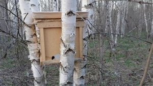 Ловушка для ловли пчёл удобно встала между 4 берёз.