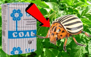 Как избавиться за 03 минуты от колорадского жука на картошке.!!!!!.!!!.!!!.