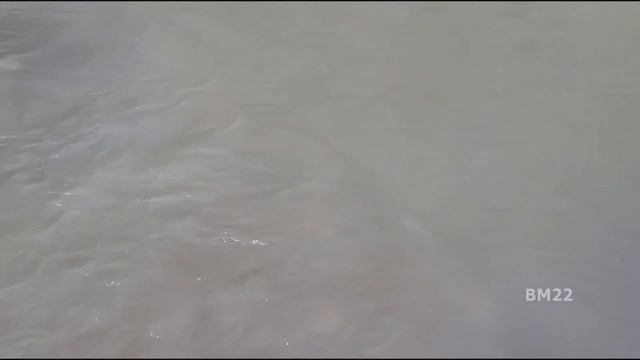 Spawning Salmon: Chinook aka King Salmon