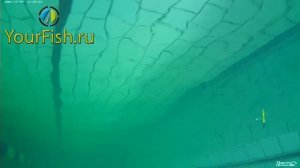 Kosadaka Glide 70 Обзор воблеров - игра в воде/Overview of the lures in the water