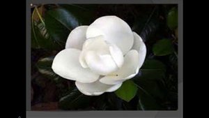 ANA MALAZONIA -- chemo magnolia