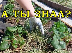 КЛУБНИКА: обязательно сделайте это  весной!???