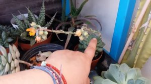 Two Echeverias succulent  in beautiful  blooms (two videos in one)