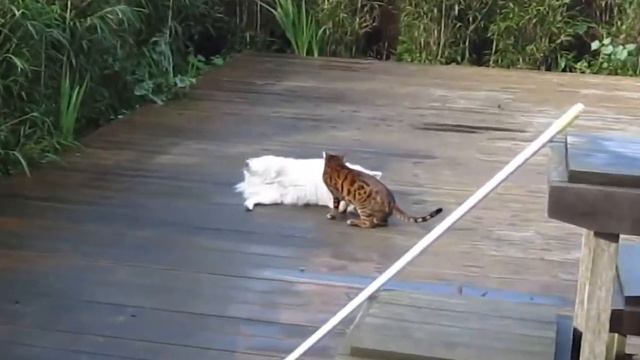 Странные отношения кота и собаки смотреть онлайн