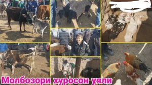 Молбозори хуросон уяли Нархои Говои Ширдор Букахо Барачахо Бузичахо Даканхо ва ғайра