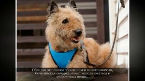 Бельгийская овчарка Лакенуа Крупные породы собак