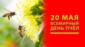 20 мая — Всемирный день пчел!